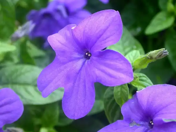 Photo of Browallia speciosa (Browallia speciosas)