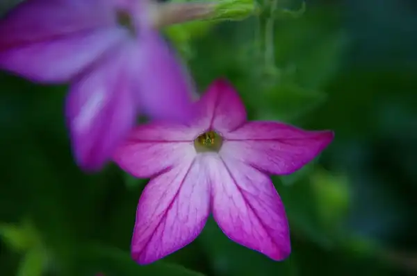 Photo of Browallia speciosa (Browallia speciosas)