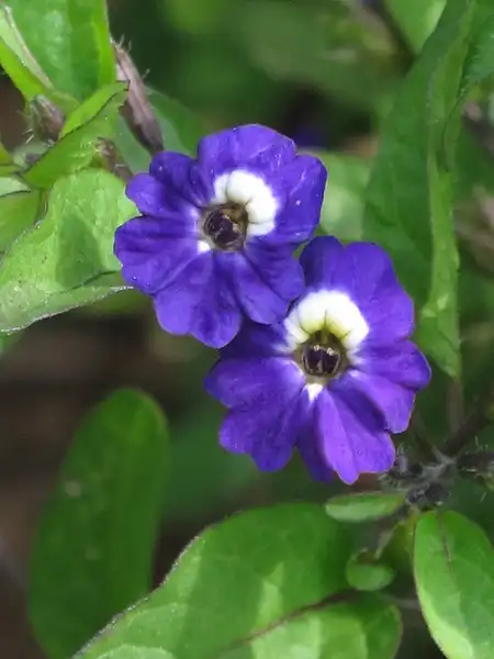 Foto de Browallia viscosa (Browallia viscosas)