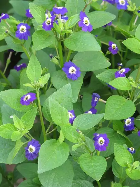 Foto de Browallia viscosa (Browallia viscosas)