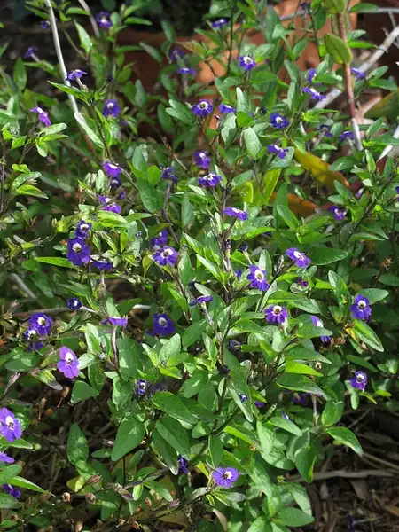Foto de Browallia viscosa - :Scott Zona