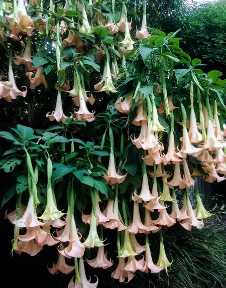 Foto de Brugmansia x candida (Brugmansia x candidas)