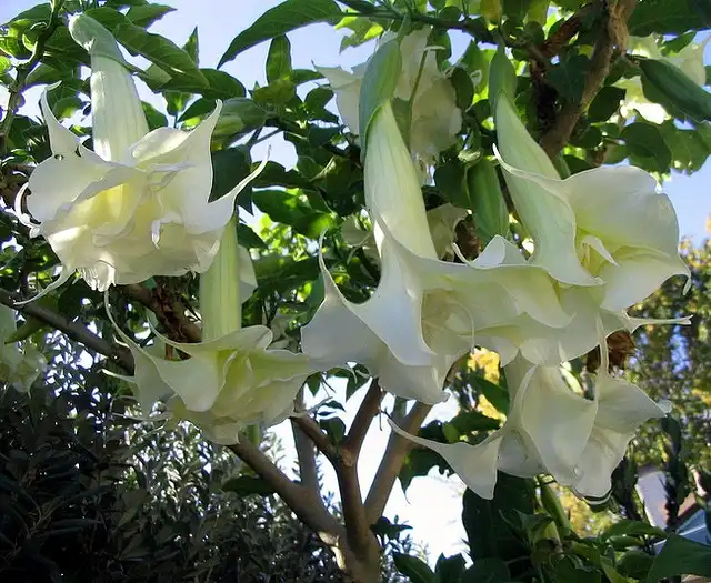 Foto de Brugmansia x candida (Brugmansia x candidas)
