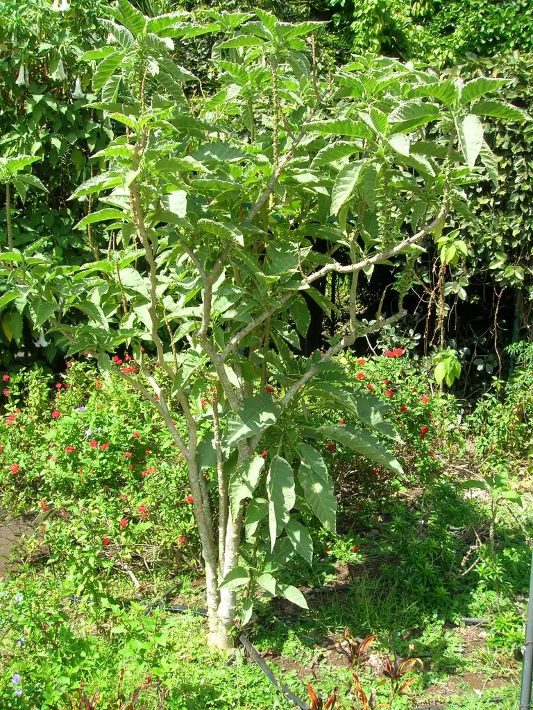Foto de Brugmansia x candida - form:Forest & Kim Starr