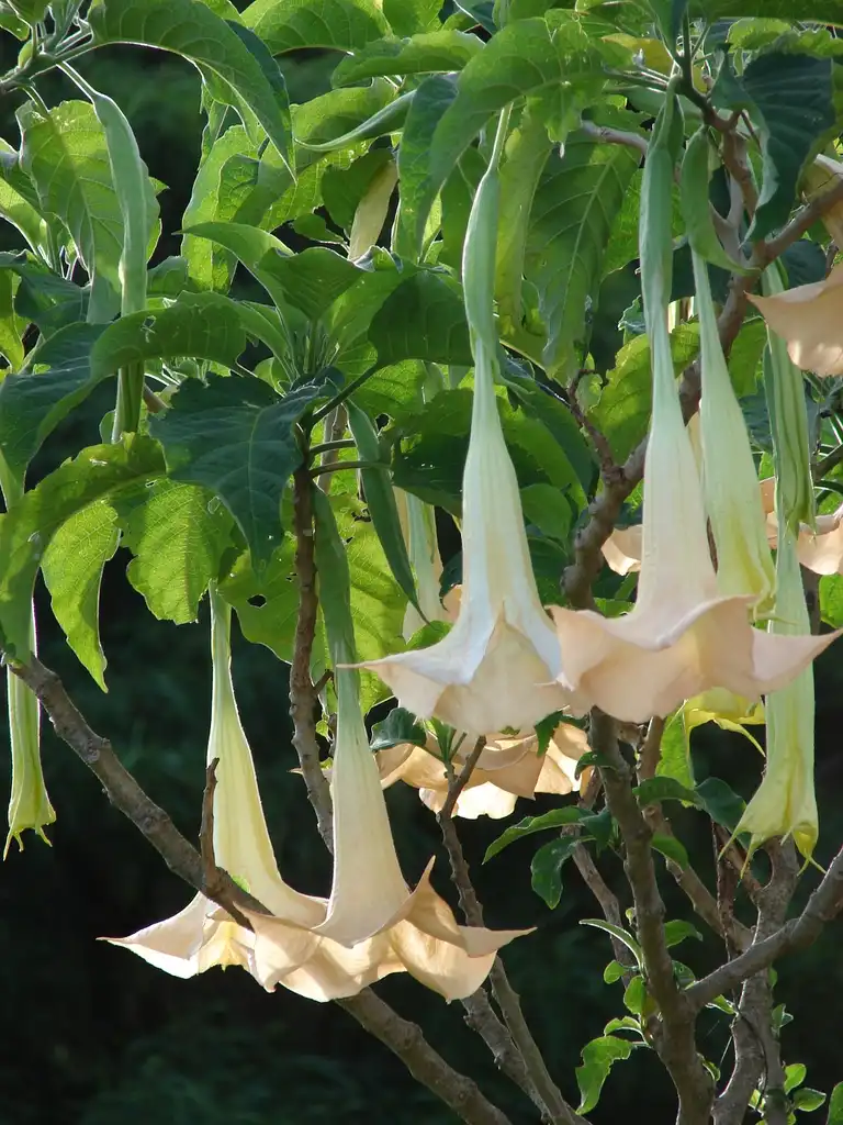 Foto de Brugmansia x candida - flowers:Forest & Kim Starr