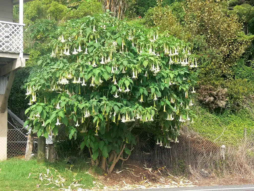 Foto de Brugmansia (Brugmansias)