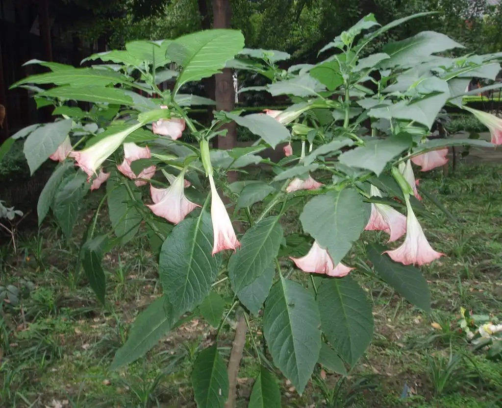 Foto de Brugmansia (Brugmansias)