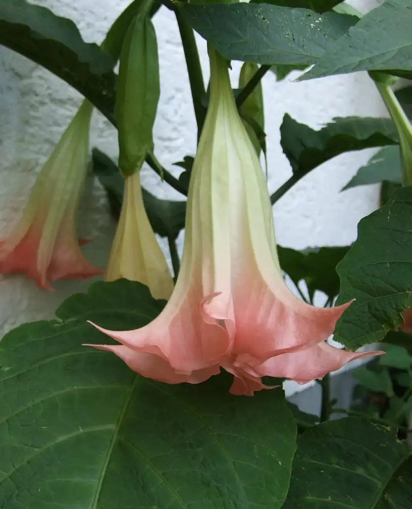 Foto de Brugmansia - Pink Flowers:dontworry