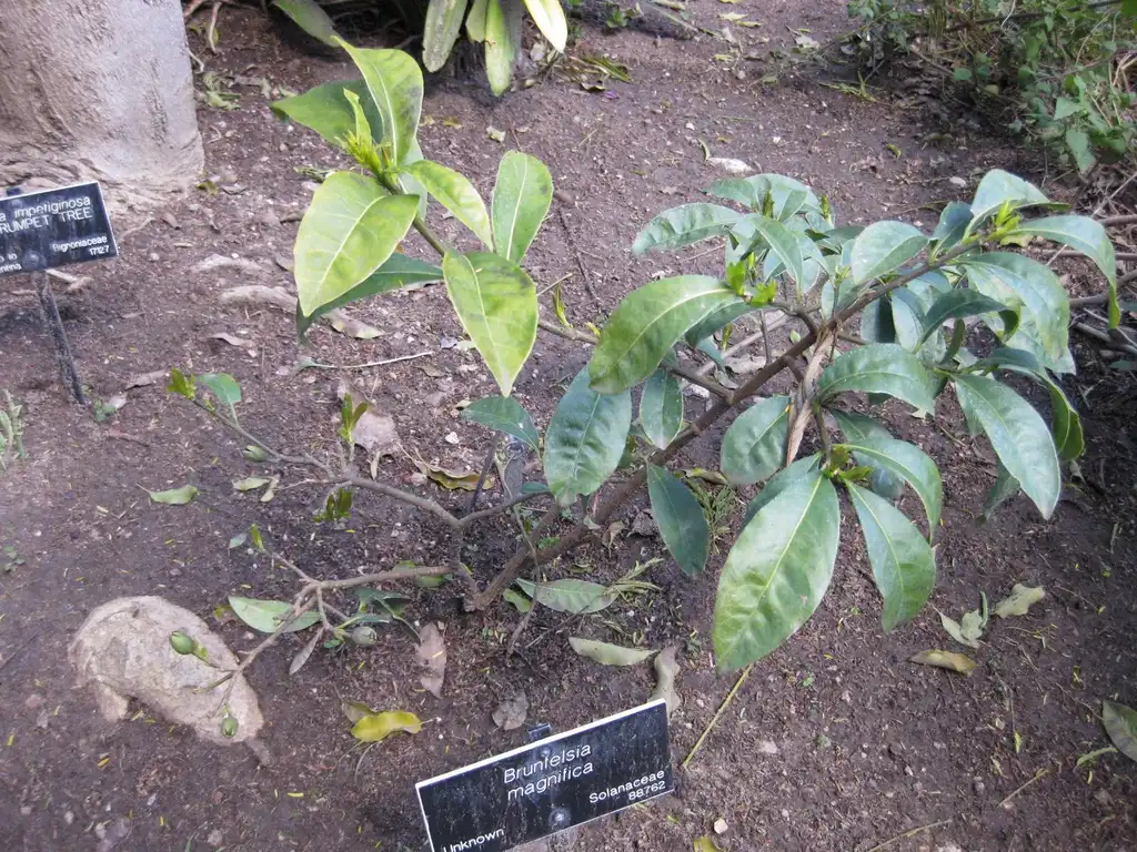 Фото Brunfelsia magnifica (Brunfelsia magnificas)