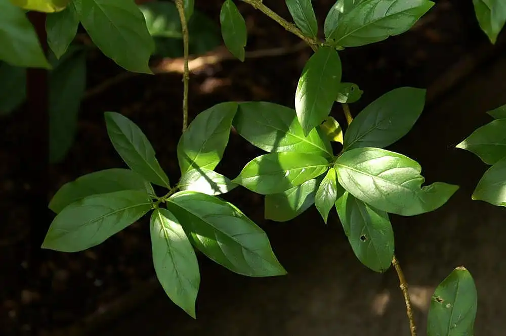 Фото Brunfelsia magnifica (Brunfelsia magnificas)