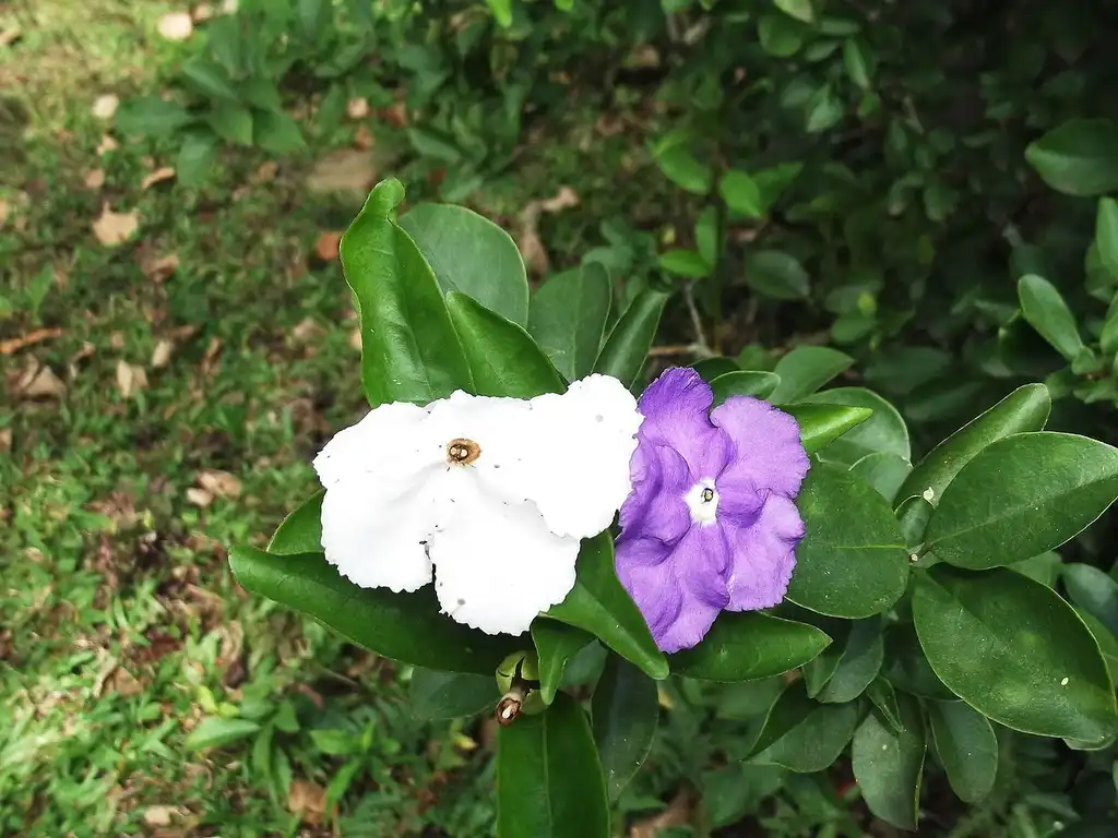 Фото Brunfelsia pauciflora (Brunfelsia paucifloras)