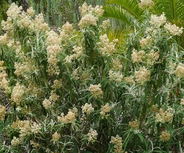 Фото Buddleja alternifolia (Buddleja alternifolias)