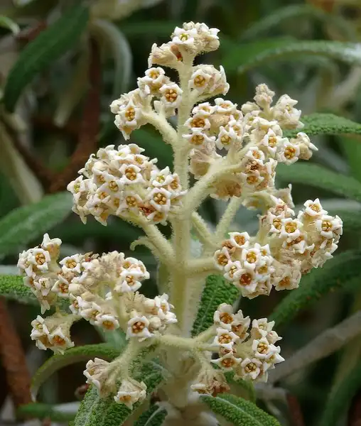 Фото Buddleja alternifolia (Buddleja alternifolias)