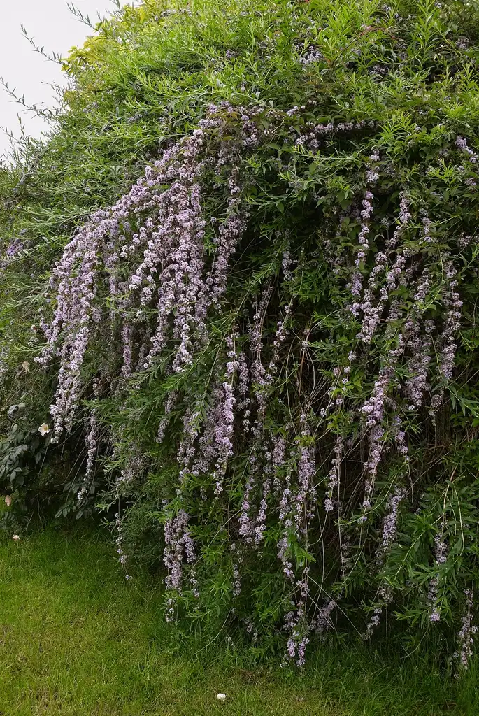 Фото Buddleja alternifolia - Buddleja alternifolia (fountain butterfly bush):Wouter Hagens