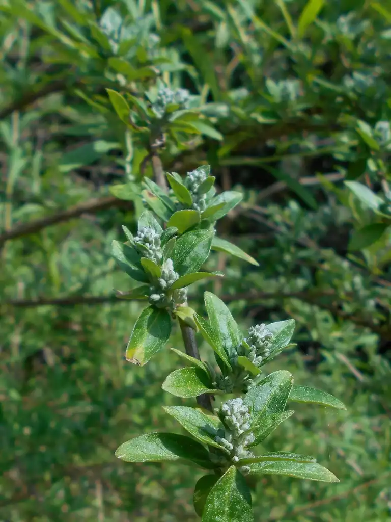 Фото Buddleja alternifolia - Buddleja alternifolia leaves:Salicyna