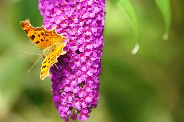 Фото Buddleja davidii 'Harlequin' (Buddleja davidii 'Harlequin's)