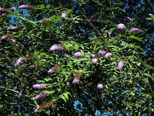 Photo of Buddleja davidii (Buddleja davidiis)