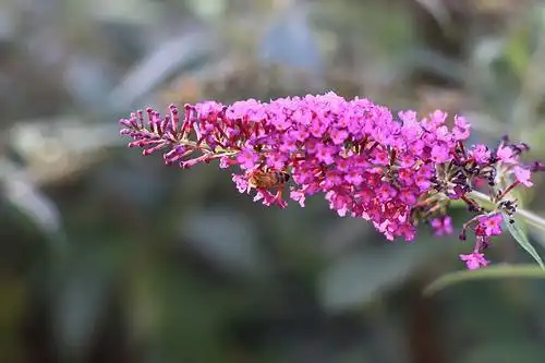 Photo of Buddleja davidii (Buddleja davidiis)
