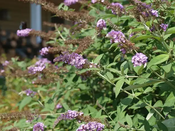 Photo of Buddleja davidii - Buddleja davidii 'Nanho Purple':F. D. Richards