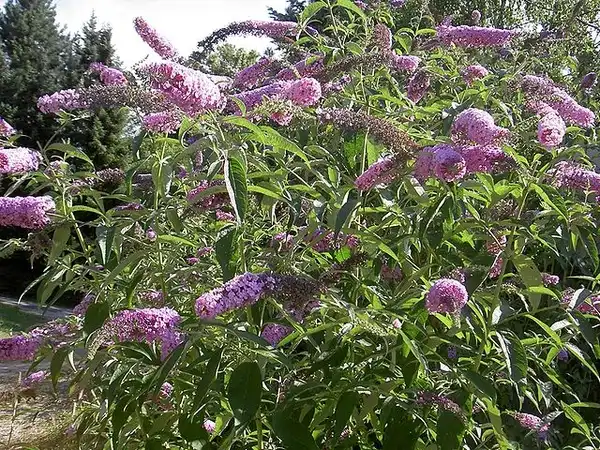 Photo of Buddleja davidii - Whole plant form:Strauch