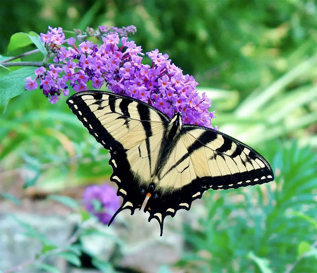 Photo of Buddleja davidii - Swallowtail sipping nectar.:Jim Lawerence