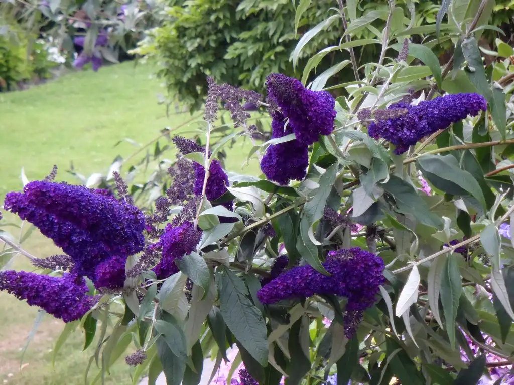 Photo of Buddleja davidii - Flower and Leaves:Jim Robbins