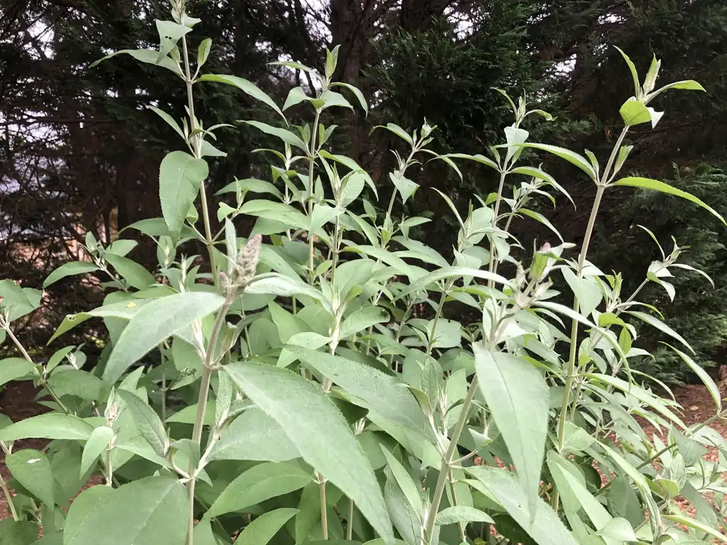 Photo of Buddleja davidii - Leaves Close-Up (Wake County,NC)- Mid May:Cathy Dewitt