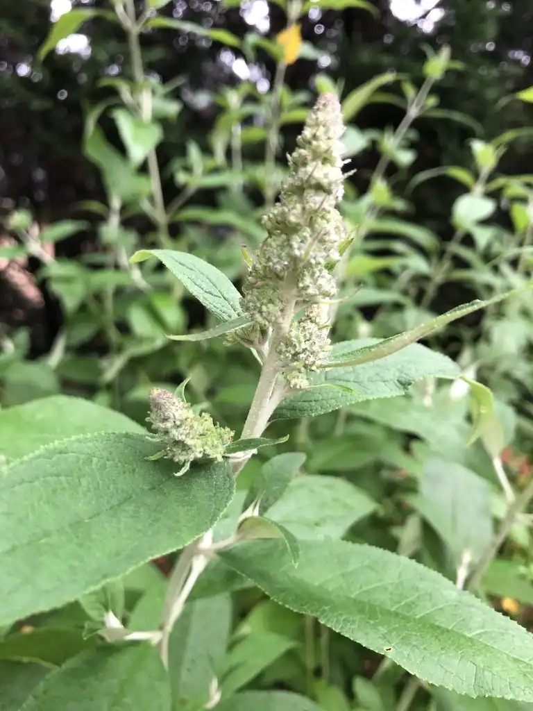 Photo of Buddleja davidii - Flower Close-up (Wake County, NC)-Late Spring:Cathy Dewitt