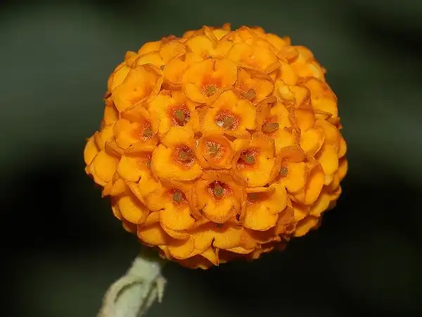 Foto de Buddleja globosa (Buddleja globosas)