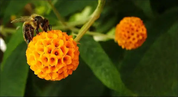 Foto de Buddleja globosa (Buddleja globosas)