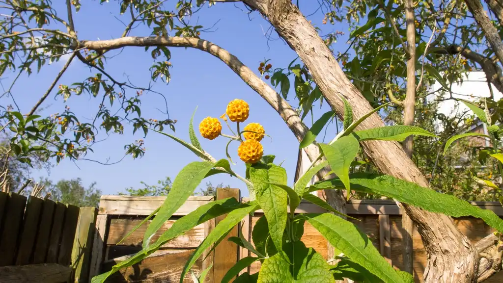 Foto de Buddleja globosa - leaves, bark, and flowers:Ed Webster