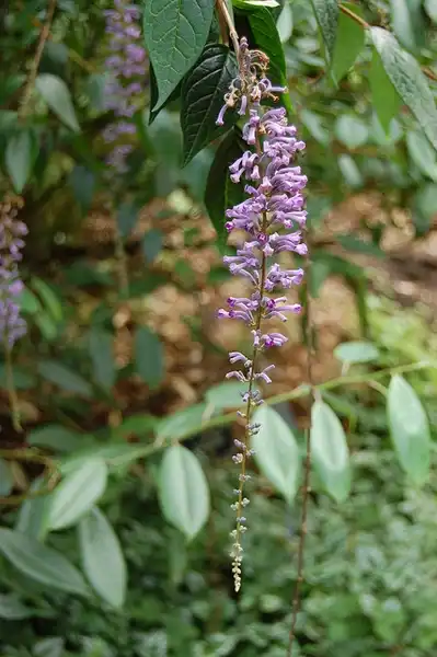 Photo of Buddleja lindleyana (Buddleja lindleyanas)