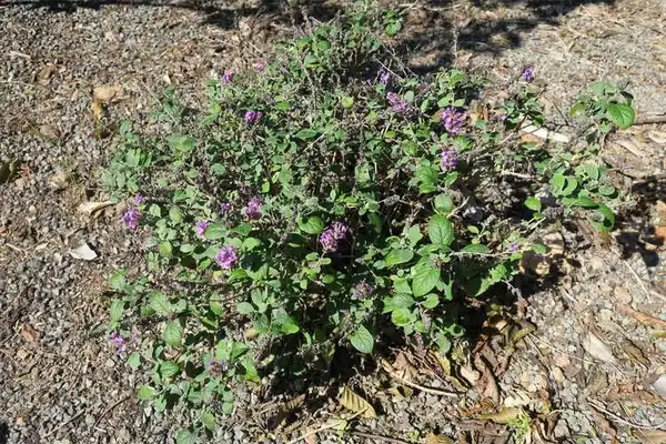 Photo of Buddleja Lo & Behold® 'Blue Chip Jr.' PP #19991 (Buddleja Lo & Behold® 'Blue Chip Jr.' PP #19991s)