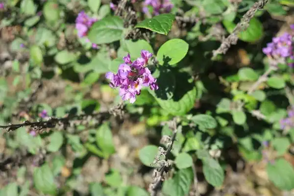 Photo of Buddleja Lo & Behold® 'Blue Chip Jr.' PP #19991 (Buddleja Lo & Behold® 'Blue Chip Jr.' PP #19991s)