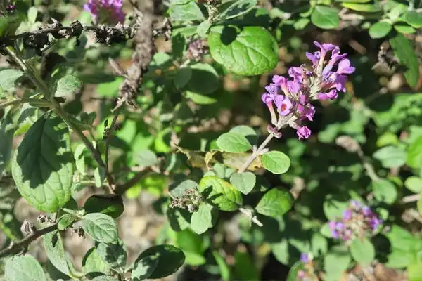 Photo of Buddleja Lo & Behold® 'Blue Chip Jr.' PP #19991 - Flower: