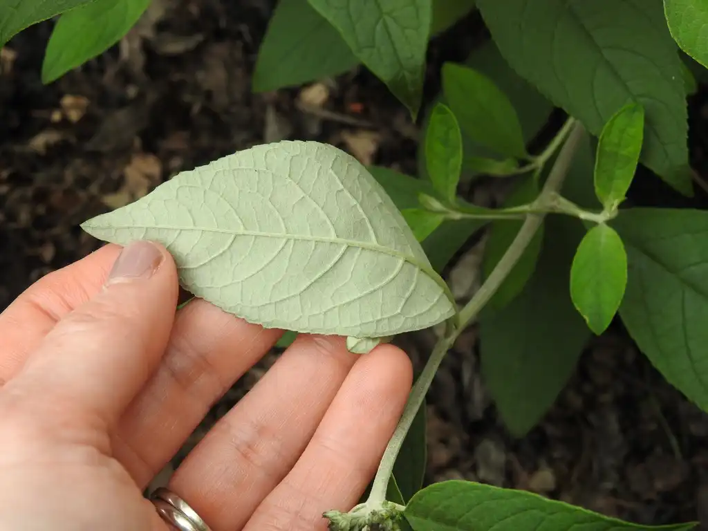 Photo of Buddleja Lo & Behold® 'Blue Chip Jr.' PP #19991 - Buddleja 'Blue Chip Jr' leaf underside:Kathleen Moore
