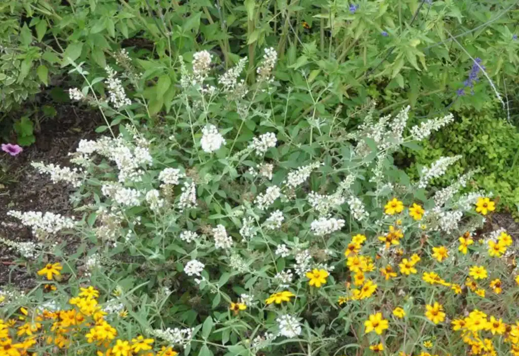 Foto de Buddleja Lo & Behold® 'Ice Chip' (Buddleja Lo & Behold® 'Ice Chip's)