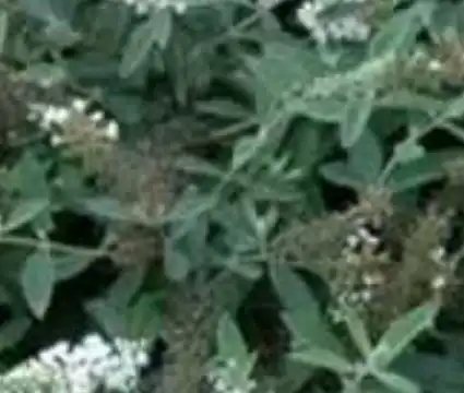 Foto de Buddleja Lo & Behold® 'Ice Chip' (Buddleja Lo & Behold® 'Ice Chip's)