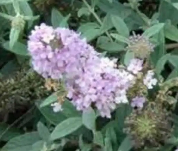 Photo of Buddleja Lo & Behold® 'Lilac Chip' (Buddleja Lo & Behold® 'Lilac Chip's)