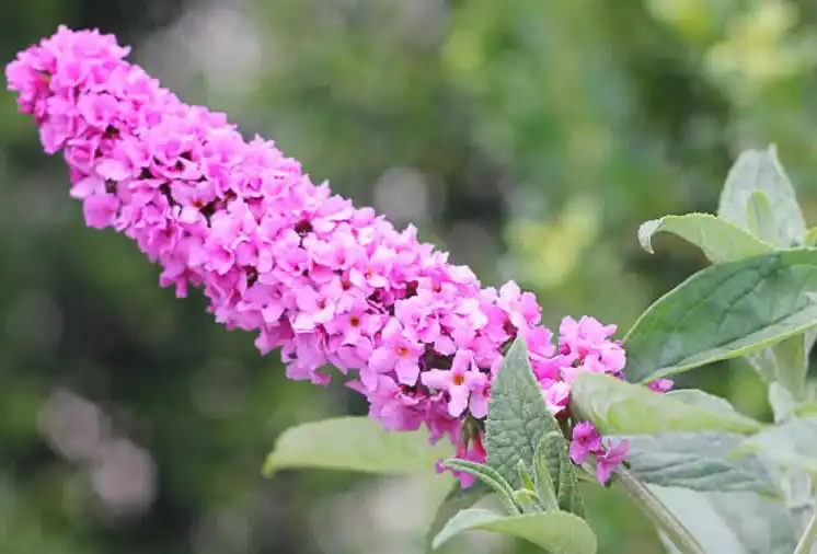 Photo of Buddleja Lo & Behold® 'Pink Micro Chip' (Buddleja Lo & Behold® 'Pink Micro Chip's)