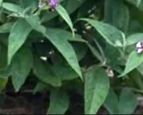 Photo of Buddleja Lo & Behold® 'Pink Micro Chip' (Buddleja Lo & Behold® 'Pink Micro Chip's)