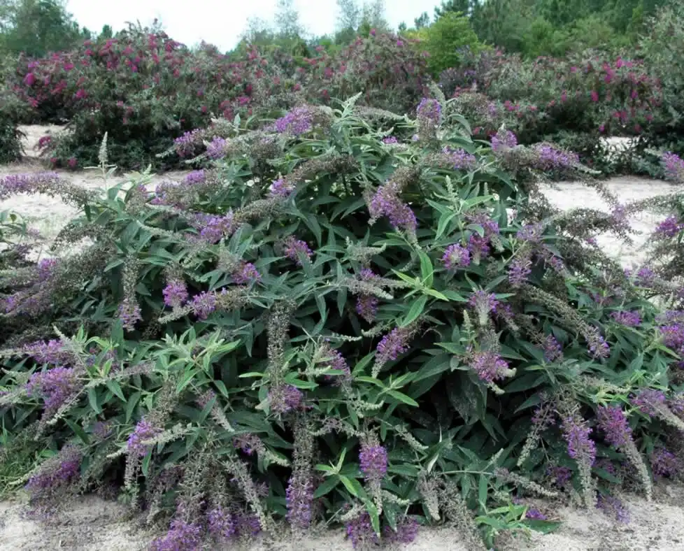 Foto de Buddleja Lo & Behold® 'Purple Haze' (Buddleja Lo & Behold® 'Purple Haze's)