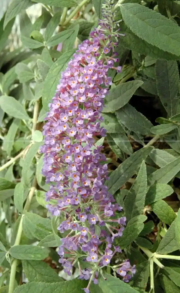 Foto de Buddleja Lo & Behold® 'Purple Haze' (Buddleja Lo & Behold® 'Purple Haze's)