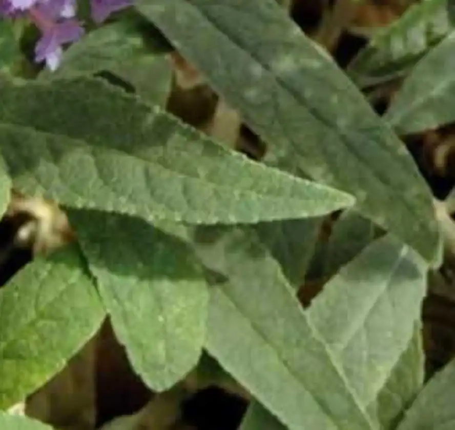Foto de Buddleja Lo & Behold® 'Purple Haze' - 'Purple Haze' leaves:Dennis Werner NC State