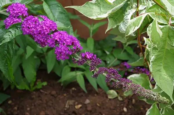 Foto de Buddleja 'Lochinch' (Buddleja 'Lochinch's)