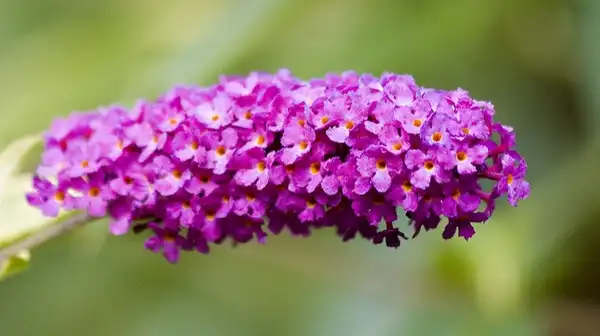 Foto de Buddleja 'Lochinch' (Buddleja 'Lochinch's)