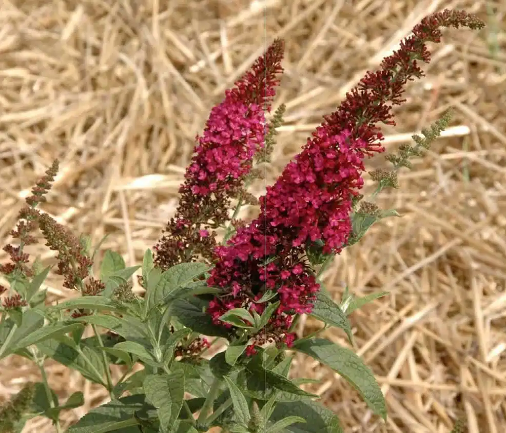 Foto de Buddleja 'Miss Molly' (Buddleja 'Miss Molly's)