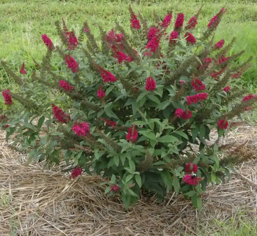 Foto de Buddleja 'Miss Molly' (Buddleja 'Miss Molly's)