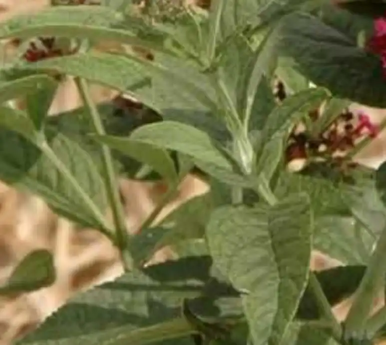 Foto de Buddleja 'Miss Molly' - 'Miss Molly' leaves:Dennis Werner NC State