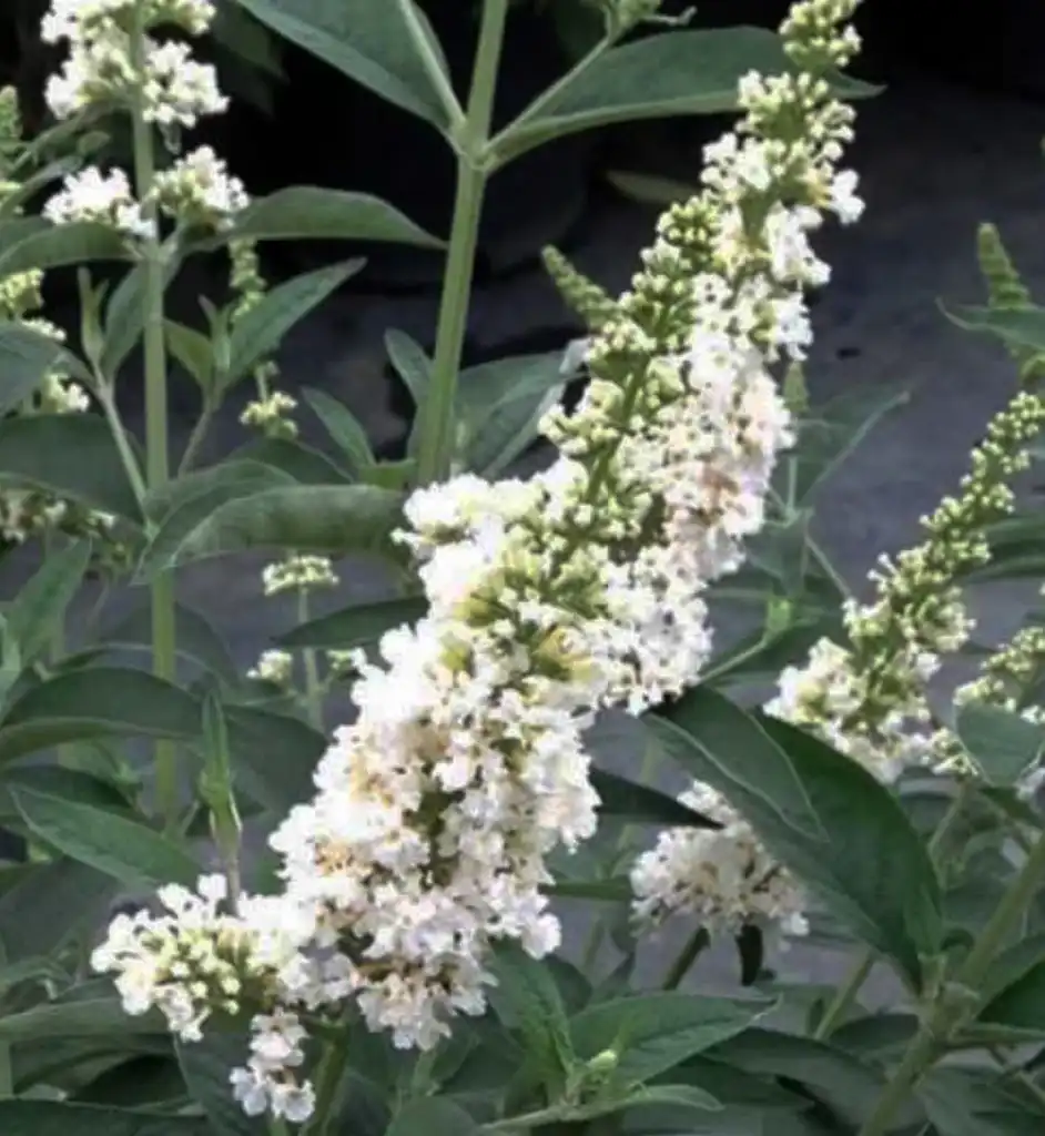 Фото Buddleja 'Miss Pearl' (Buddleja 'Miss Pearl's)